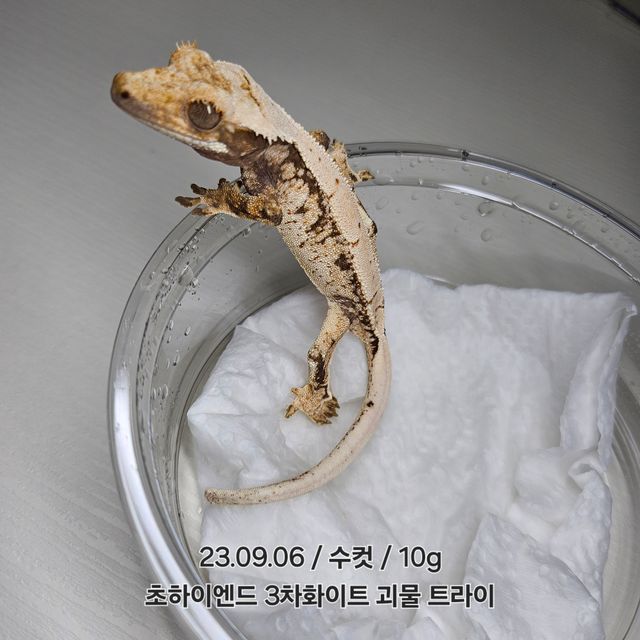 노멀 화이트 트라이
