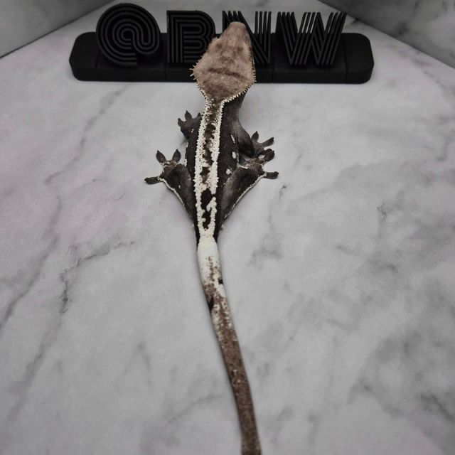 아잔틱