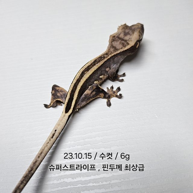 슈퍼스트라이프