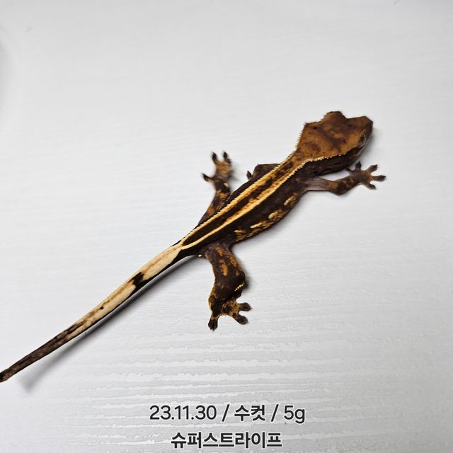 노멀 슈퍼스트라이프
