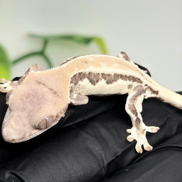 프라푸치노