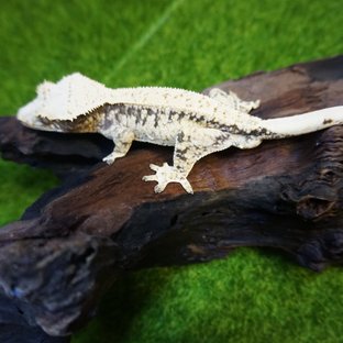 드리피 화이트스팟 트라이