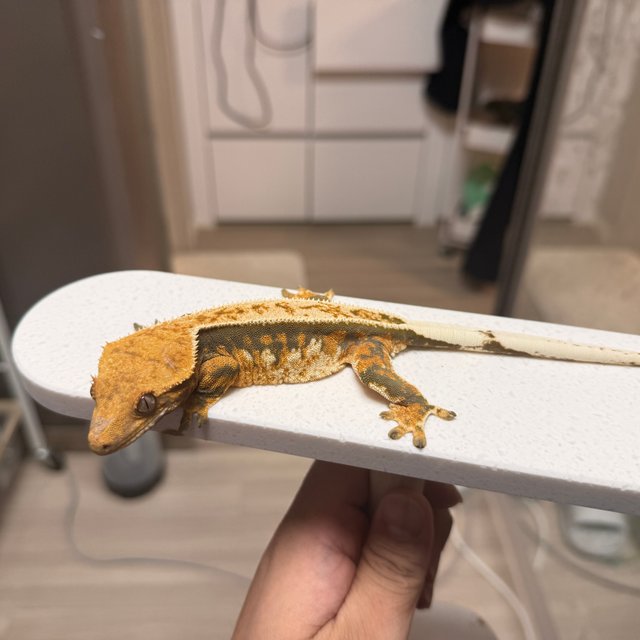 노멀 트라이 텐저린