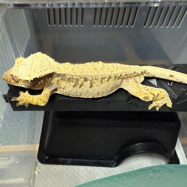 드리피 화이트스팟 트라이