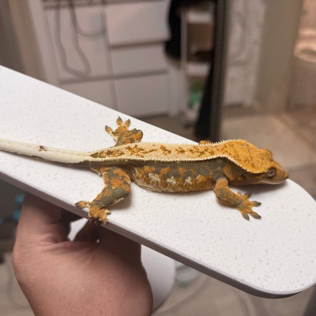 노멀 트라이 텐저린