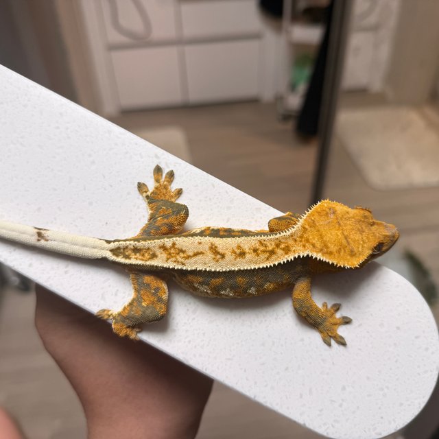 노멀 트라이 텐저린