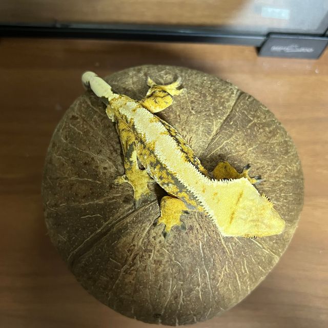 트라이 익스트림할리퀸 바브