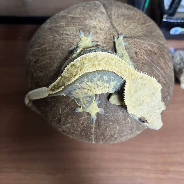 할리퀸