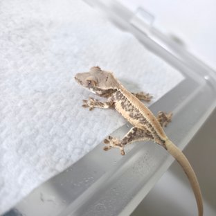 릴리100%헷아잔틱