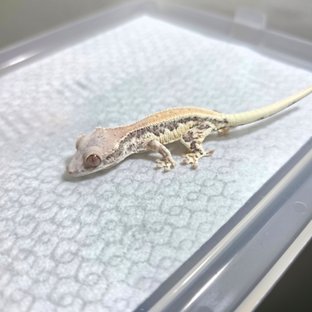 프라푸치노 100%헷아잔틱