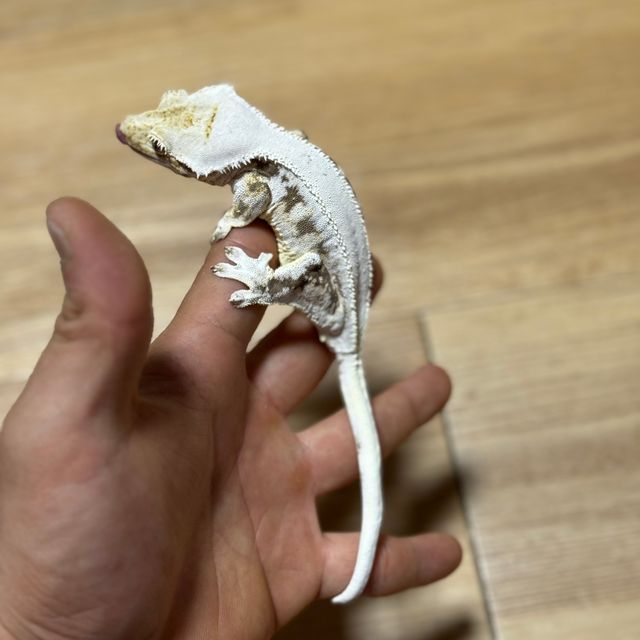 릴리화이트
