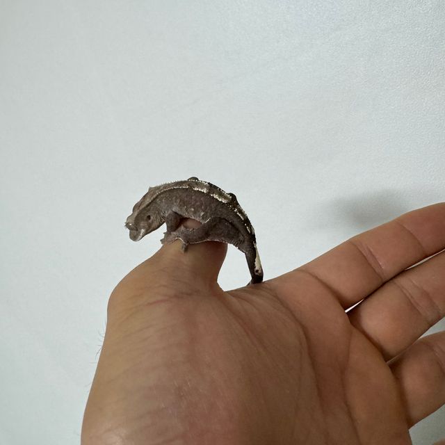 아잔틱