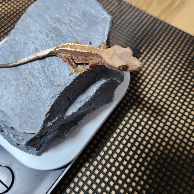 카푸치노 핀스트라이프 화이트핀