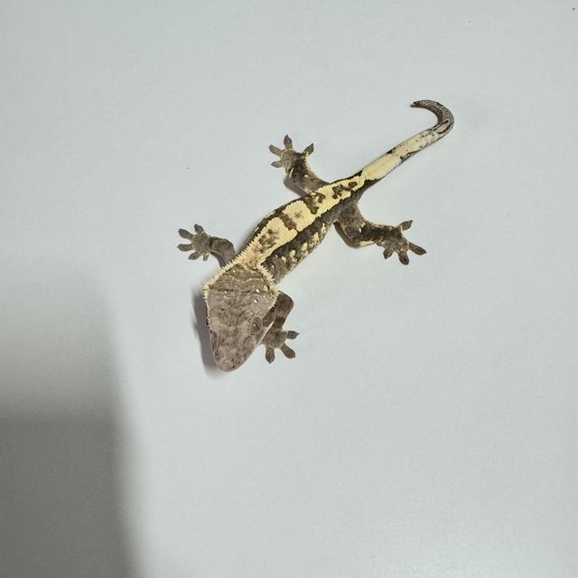 세이블