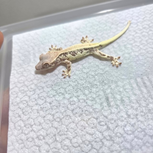 프라푸치노 100%헷아잔틱