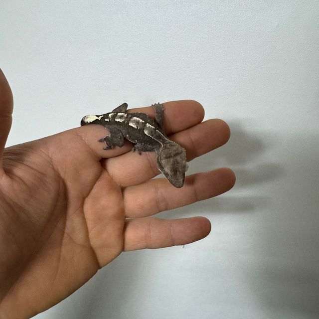 아잔틱