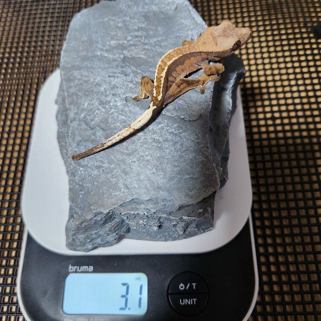 카푸치노 핀스트라이프 화이트핀