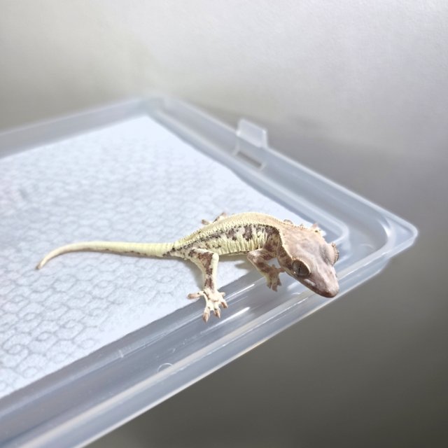 프라푸치노 100%헷아잔틱