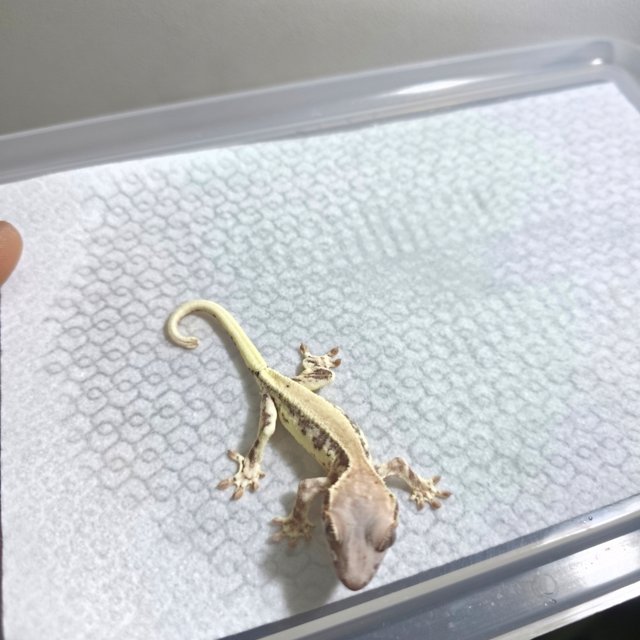 프라푸치노 100%헷아잔틱