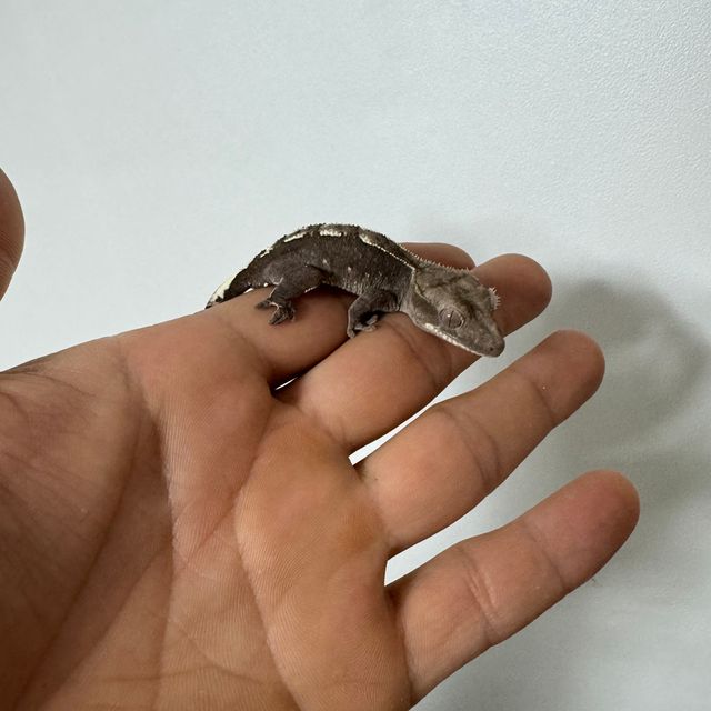 아잔틱