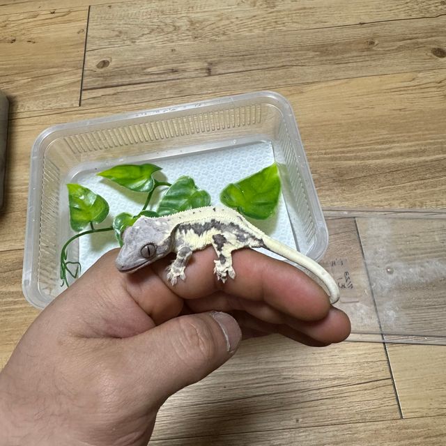 프라푸치노