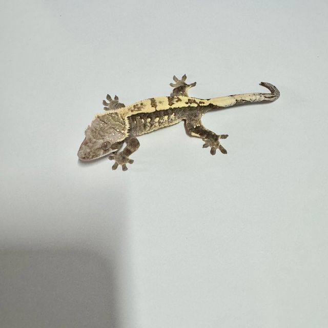 세이블
