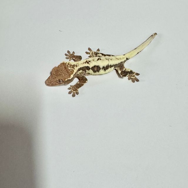 프라푸치노