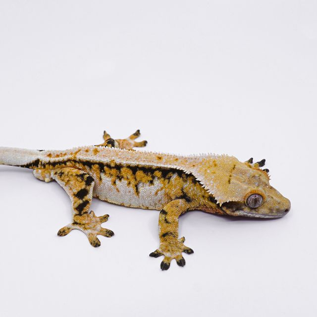 노멀 트라이 옐로우