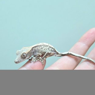 노멀 화이트스팟