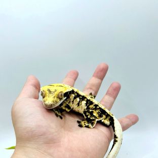 바브 트라이