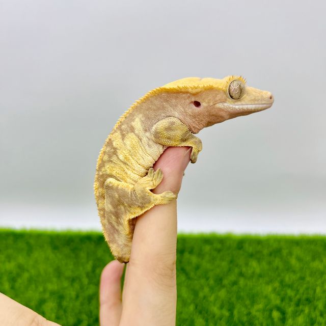 익스트림할리퀸 레드