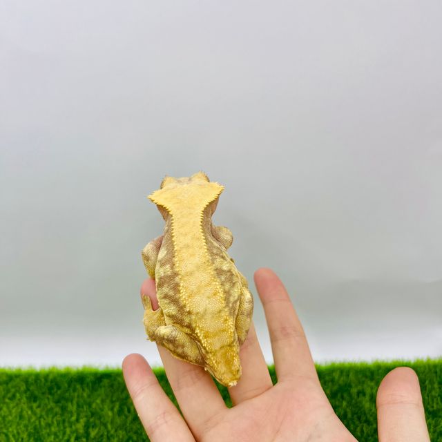 익스트림할리퀸 레드
