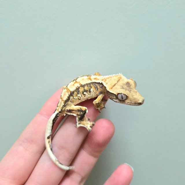 노멀 트라이 화이트포트홀 화이트스팟