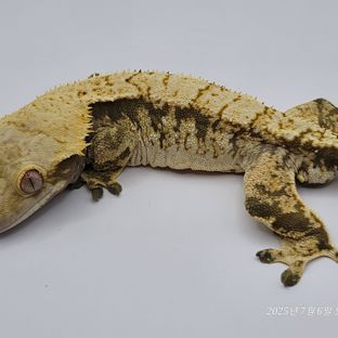 트라이