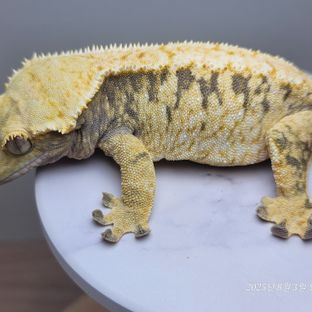 할리퀸 화이트스팟