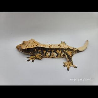 트라이