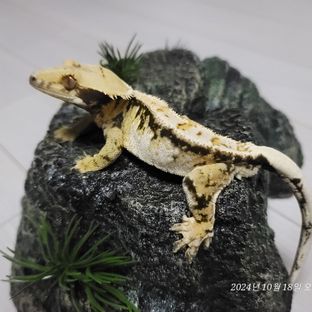 트라이