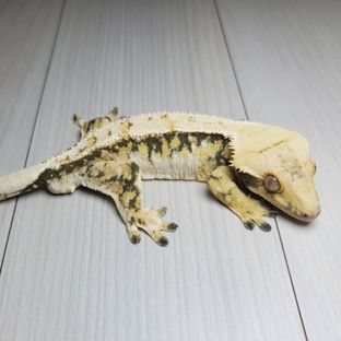 트라이