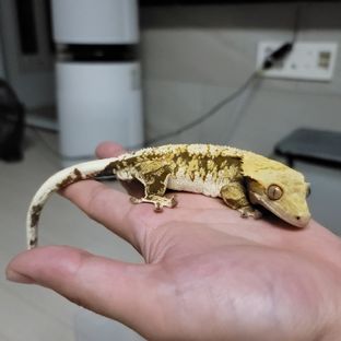 트라이