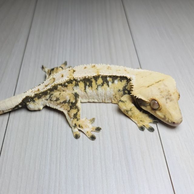 트라이