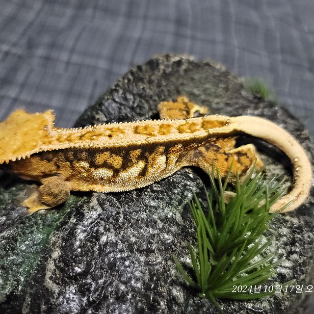 트라이