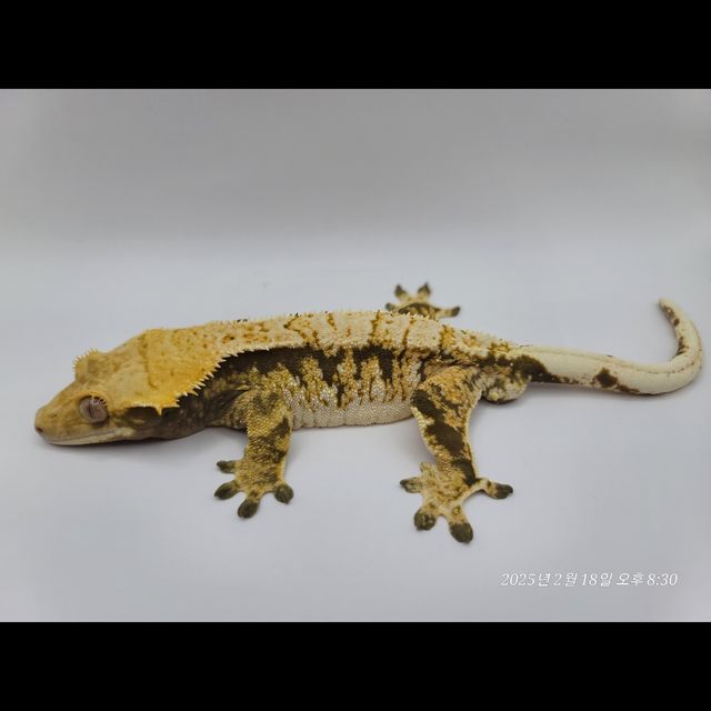 트라이