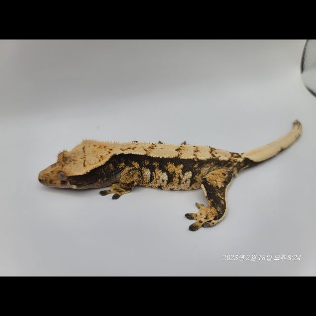 트라이