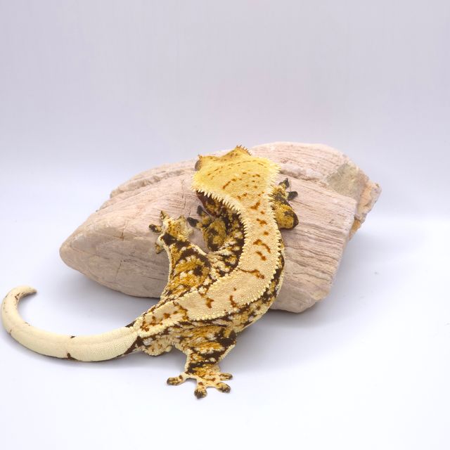 트라이 화이트스팟 화이트포트홀 핀스트라이프 화이트핀