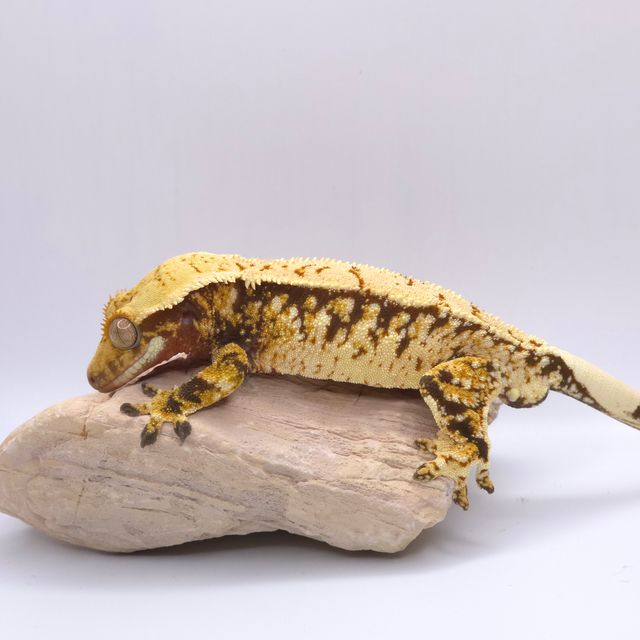 트라이 화이트스팟 화이트포트홀 핀스트라이프 화이트핀