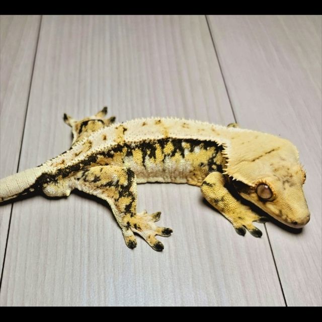 트라이