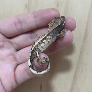 세이블
