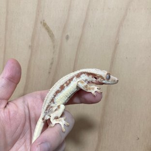 풀핀 레드 릴리화이트