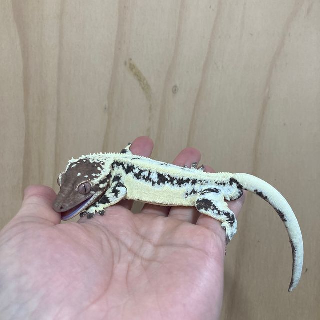 프라푸치노 풀핀