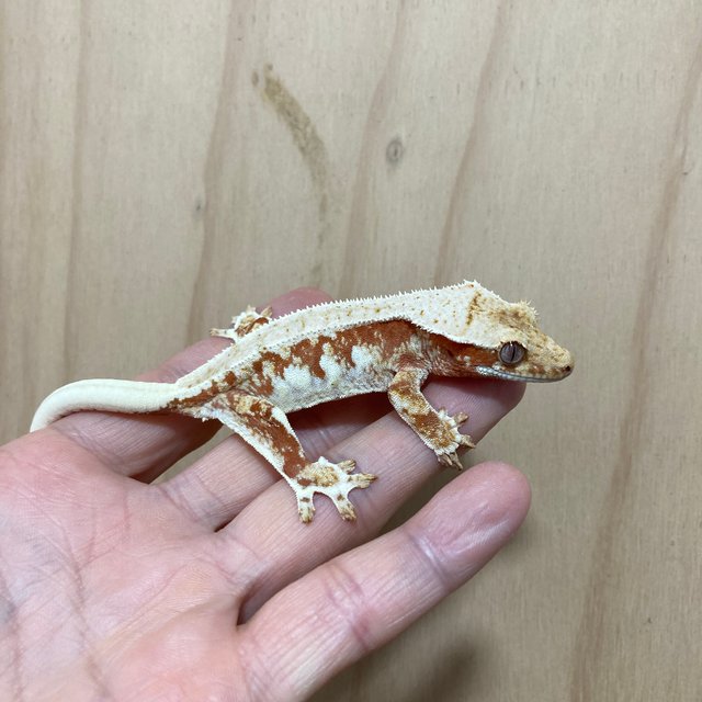 레드 릴리화이트